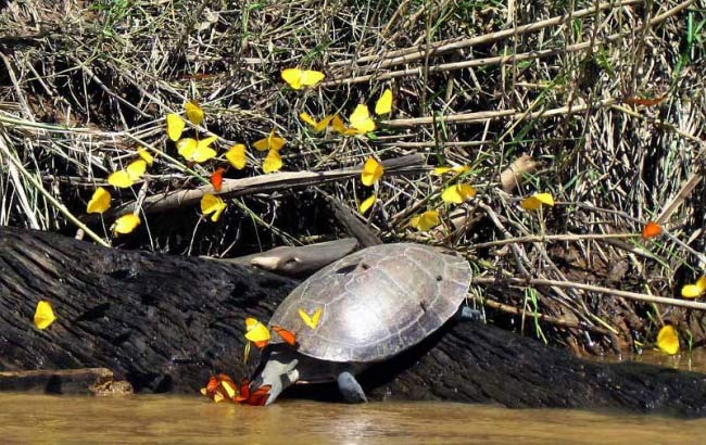 Amazonas Peru