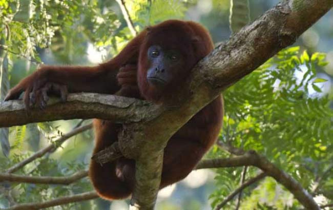 Amazonas Peru