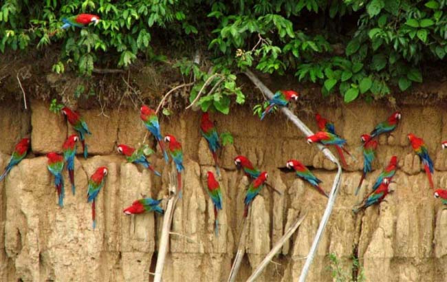 Amazonas Peru