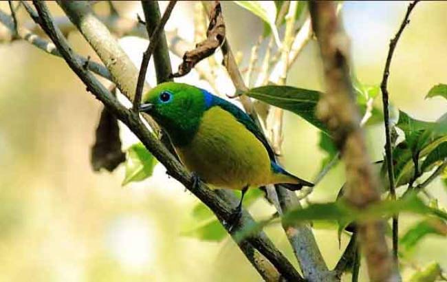 Observación Aves Surucuá