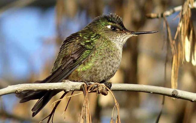 Observción de Aves