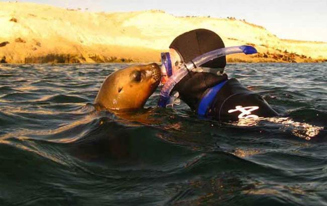 Snorkeling con Lobos Marinos