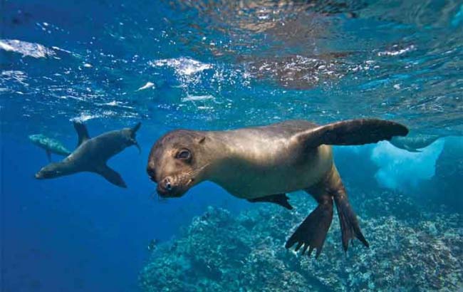 Snorkeling con Lobos Marinos