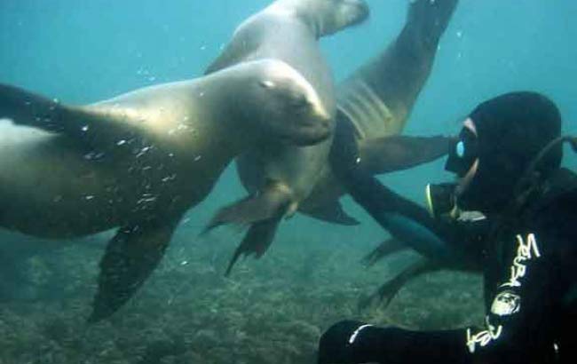 Buceo con Lobos Marinos