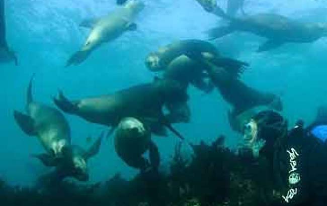 Buceo con Lobos Marinos