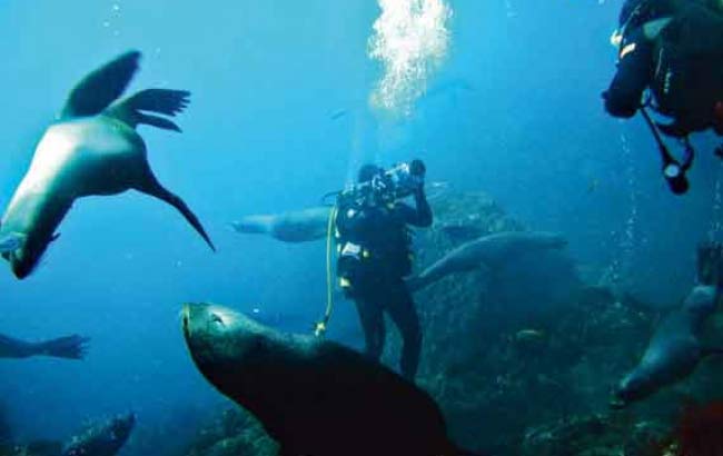 Buceo con Lobos Marinos