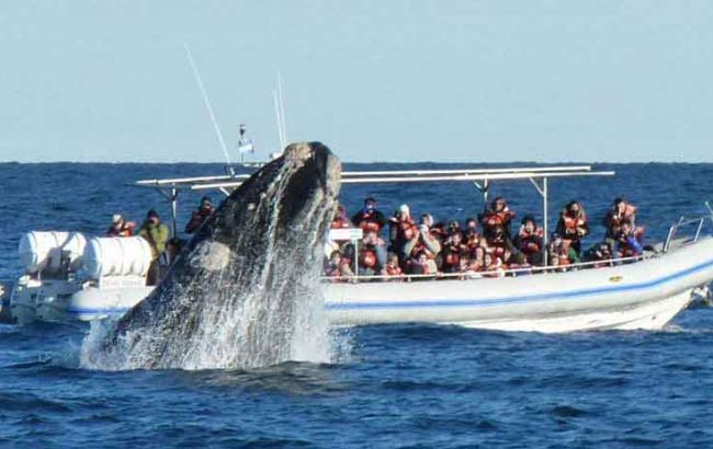 Avistaje de Ballenas