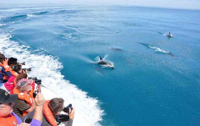 Avistaje de Ballenas