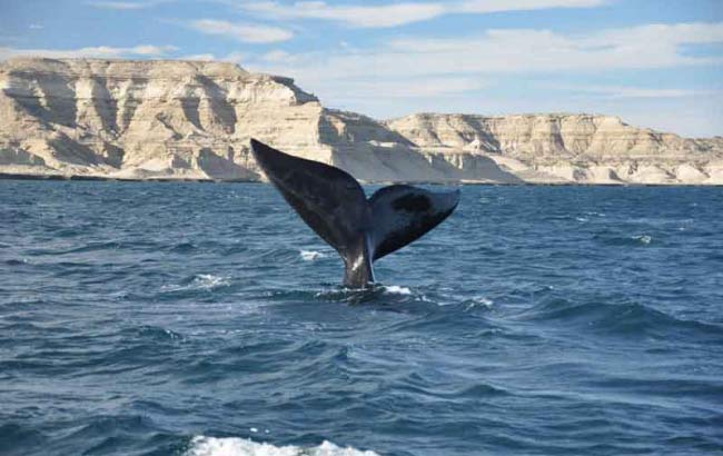 Avistaje de Ballenas