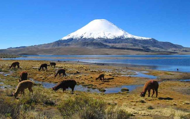 Tour Parque Nacional Lauca