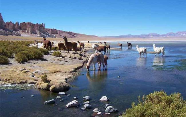 Pacana & Salar del Tara 