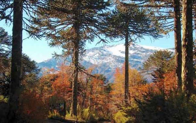 Parque Nacional Conguillio