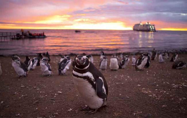 Magdalena Island Tour