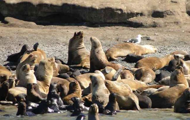 Magdalena Island Tour