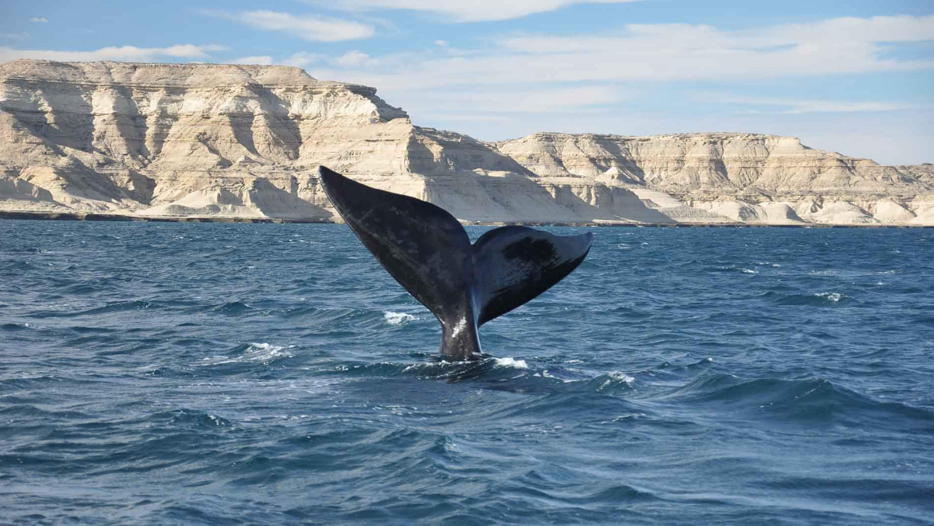 Puerto Madryn, Argentina